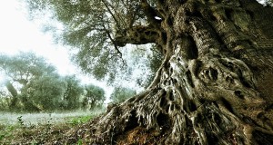 Racconta il tuo SUD | Olivo di Ferrandina: ha oltre mille anni il re degli olivi di Lucania, immagini di Francesco La Centra