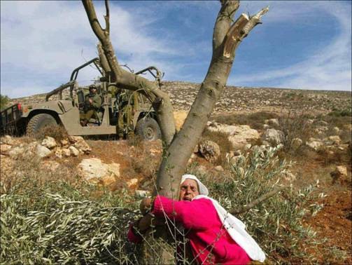 palestine olive tree