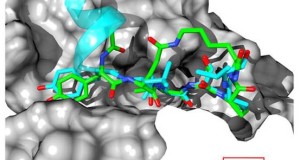 Una ricerca che coinvolge l’Università di Napoli scopre molecola in grado di bloccare proteina che favorisce i tumori