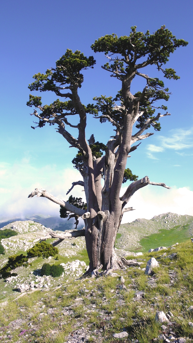Esemplare di pino loricato (Pinus heldreichii leucodermis) del Pollino - Ph. Andrea Martini di Cigala
