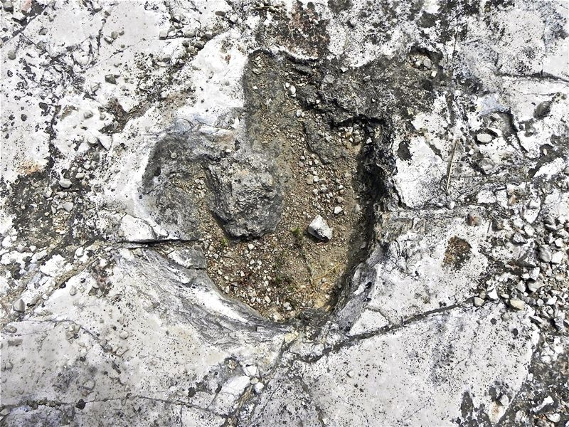 Una delle oltre 25 mila impronte di dinosauri presenti nella ex Cava Pontrelli di Altamura (Bari) - Ph. © courtesy Mara Catani 