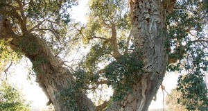Racconta il tuo SUD | La quercia da sughero più grande di Puglia, testo e immagini di Millenari di Puglia