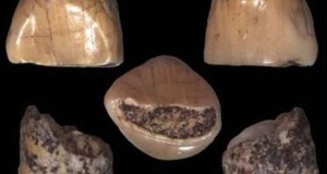 Ritrovato ad Isernia il dente del bambino più antico d’Italia: ha 586mila anni