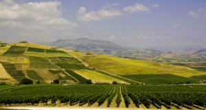 Quattordici etichette siciliane fra i migliori vini d’Italia secondo VITAE, la Guida Vini 2015 pubblicata dall’AIS