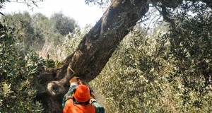 Taglio degli ulivi in Puglia: l’Associazione Internazionale Medici per l’Ambiente considera il rimedio peggiore del male e invita alla cautela