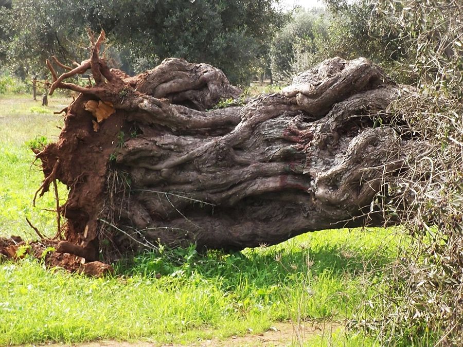 Puglia - Esemplare di ulivo secolare sradicato