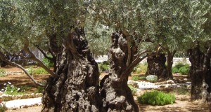 Un ulivo per la Palestina. Sarà piantato oggi a Bari nel parco di Largo 2 Giugno