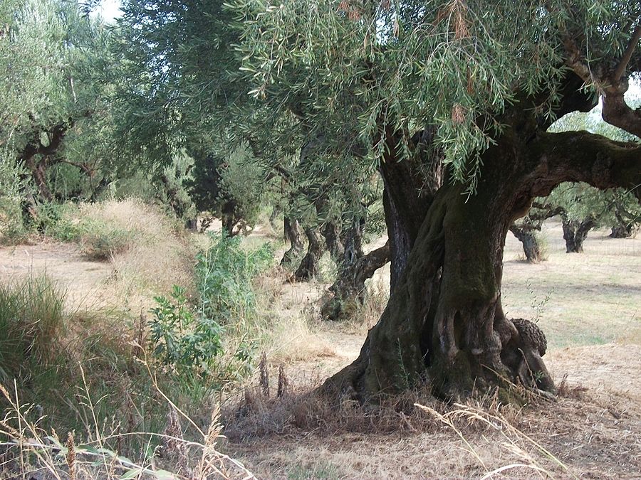 Puglia - Ulivo con qualche tracce di essiccazione sui rami