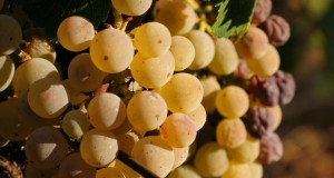 Moscato di Saracena: si produce in Calabria il passito amato dai Papi del Rinascimento