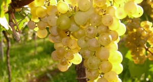 Scoperto in Sardegna il più antico vitigno del Mediterraneo occidentale