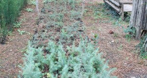 A Orsara si impara a stare meglio con la terapia dell’orto e la silvicoltura