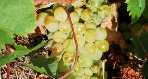 La vite d’uva Zibibbo diventa Patrimonio dell’Umanità Unesco